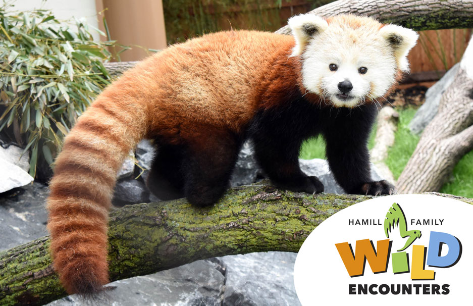 Chicago Zoological Society Red Pandas Get a CheckUp
